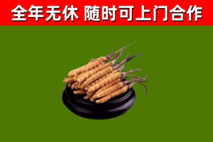 叙永烟酒回收冬虫夏草.jpg